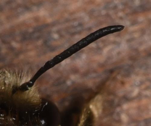 Eucera sp.